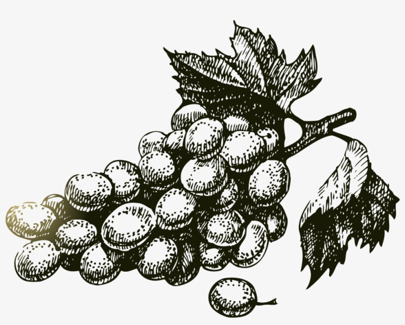 Wine Grapes Drawing Free, transparent png download