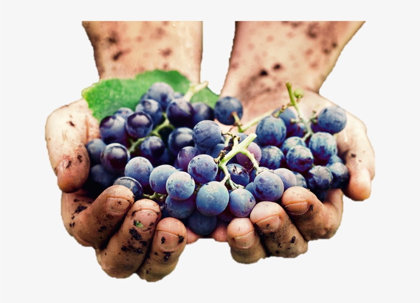 Successful Berry Growing By Gene Logsdon, transparent png download