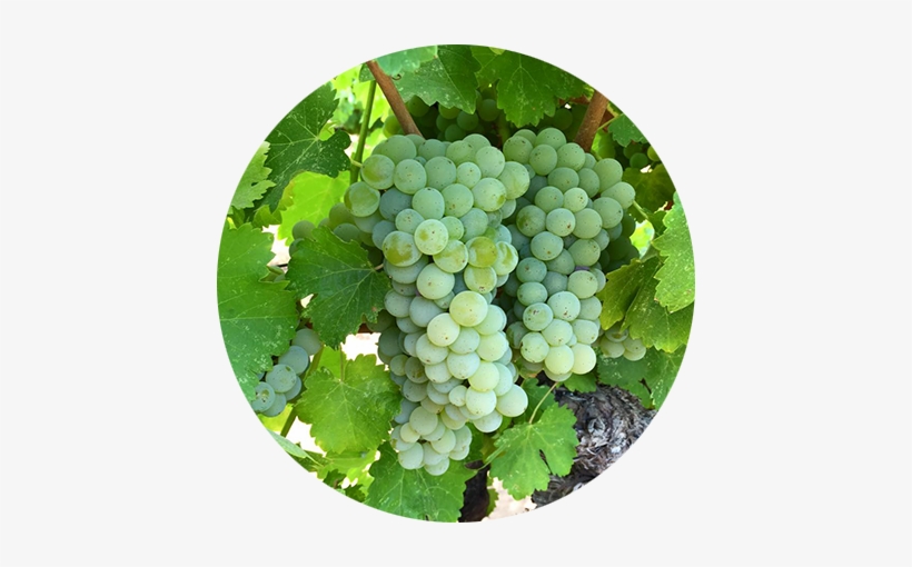 Contact Us - Charles Woodson Wines, transparent png download