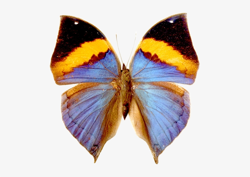 Butterflies°• - ‿✿⁀ - Bright Butterfly Greeting Card, transparent png download