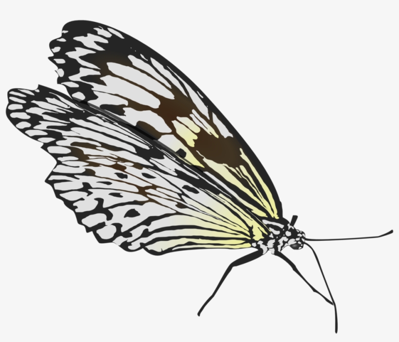 Butterfly - Custom Butterfly Shower Curtain, transparent png download