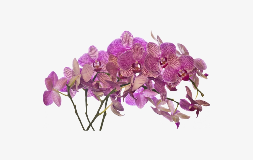 V Ramo De Flores - Ramo De Orquideas Png, transparent png download