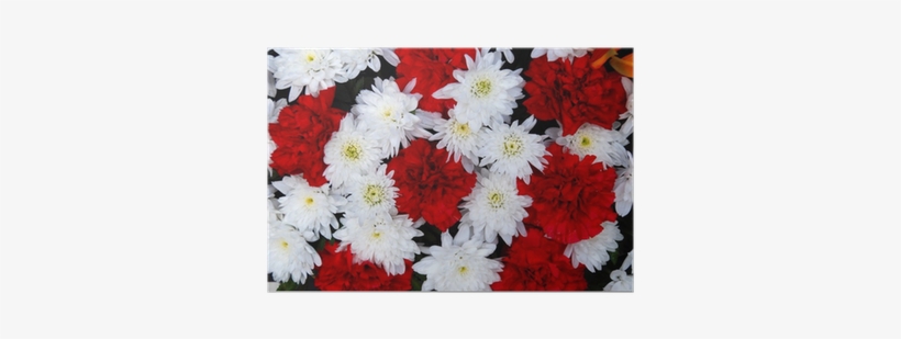 Claveles Rojos Y Crisantemos Blancos - Flower, transparent png download