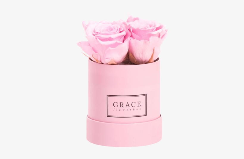Roze Flowerbox Baby Bridal Pink Grace Flowerbox Niederlande - Rosa × Centifolia, transparent png download
