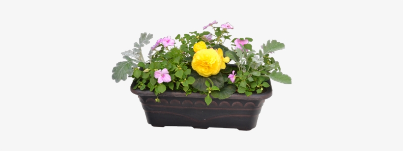 Premium Planter Box - California Wild Rose, transparent png download