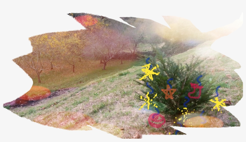 El Equipo De Paraisu Rural Queremos Desearos Felices - Geissorhiza, transparent png download