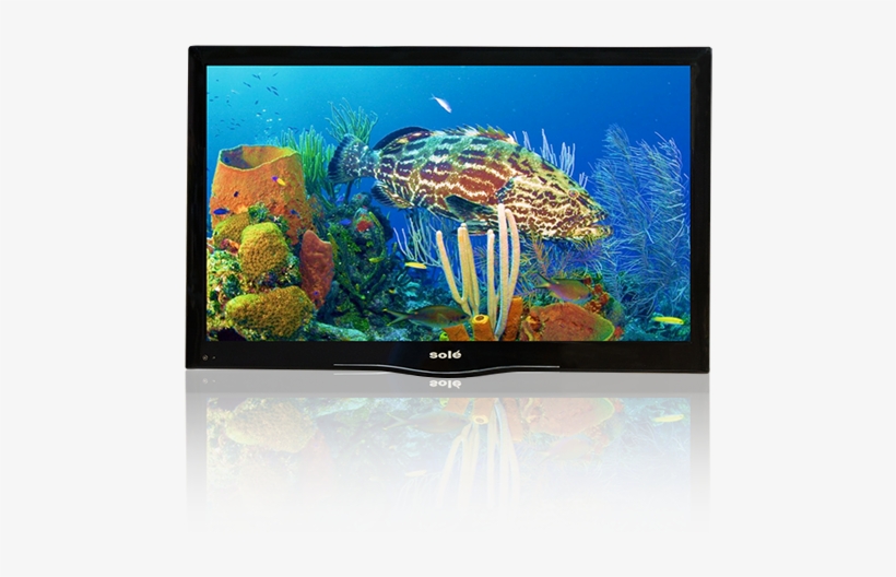 Full Range Of Sizes • Superior Image Quality Ultra - Do Corals Lay Eggs, transparent png download