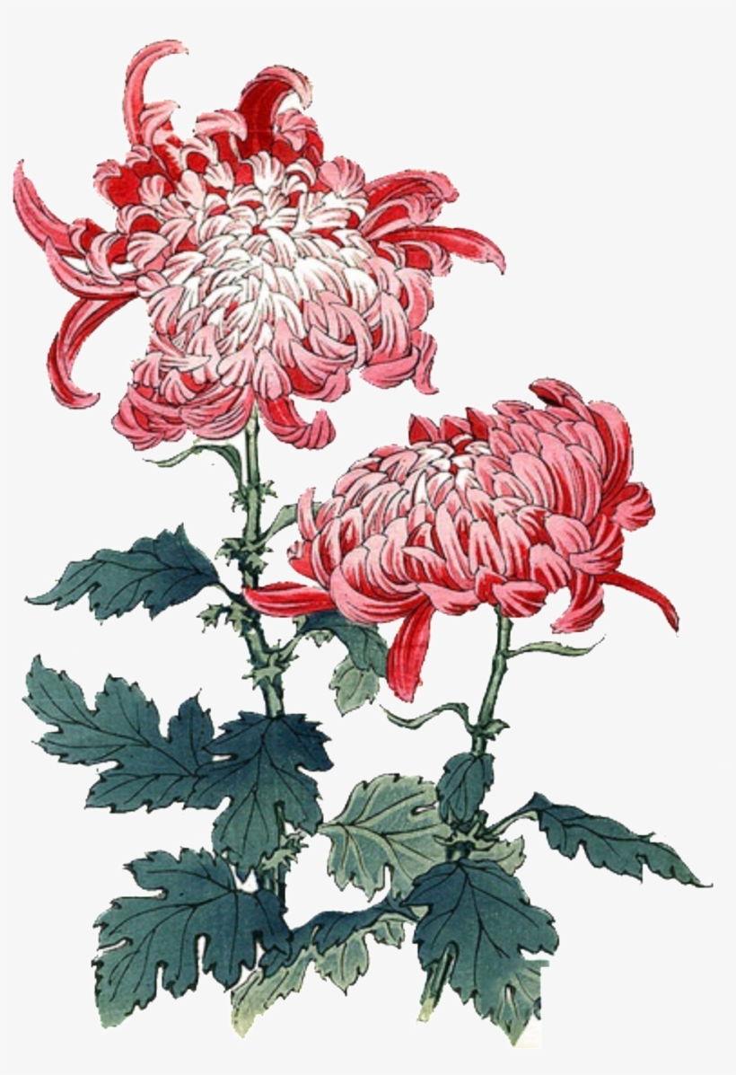 Glamour Deep Pink Flowers Hand-painted Chrysanthemum - Chrysanthemums Red Painting, transparent png download