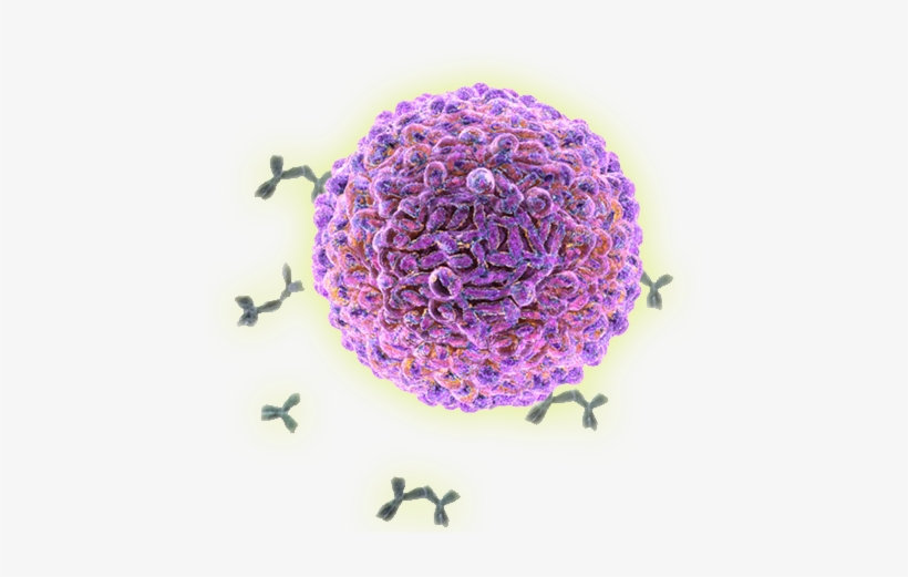 Grey Matter Lesions Shooting Down The Cns Plasma Cell - B Cells, transparent png download