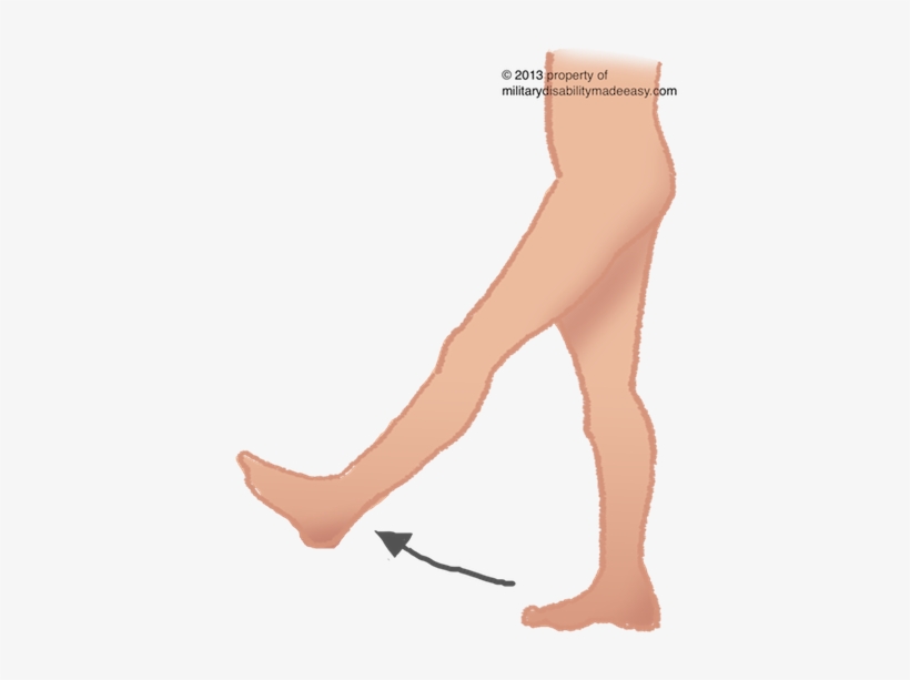 Lower Nerve 25 - Thigh Flexion Femoral Nerve, transparent png download