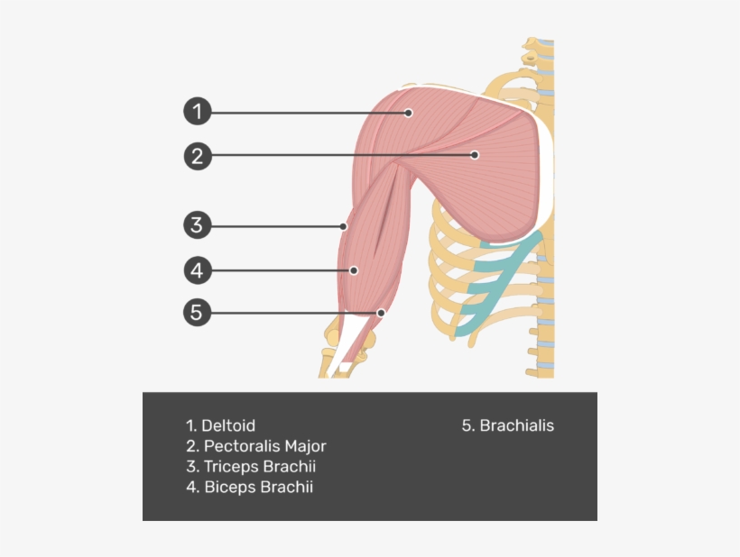 An Anterior View Of The Arm Muscles With Labels For - Deltoid Muscle Anterior, transparent png download