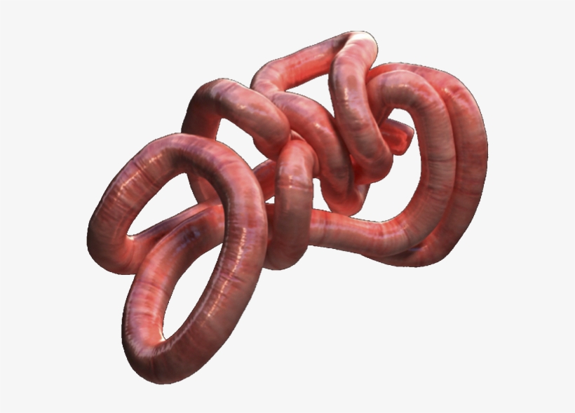 Picture - Transparent Png Intestine Png, transparent png download