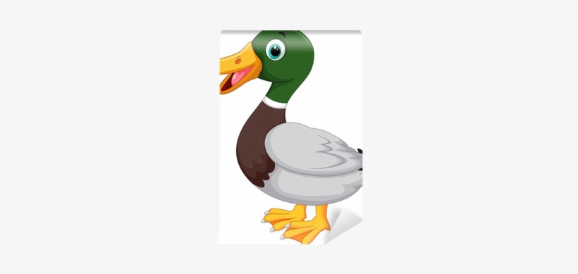 Cartoon Mallard Duck, transparent png download