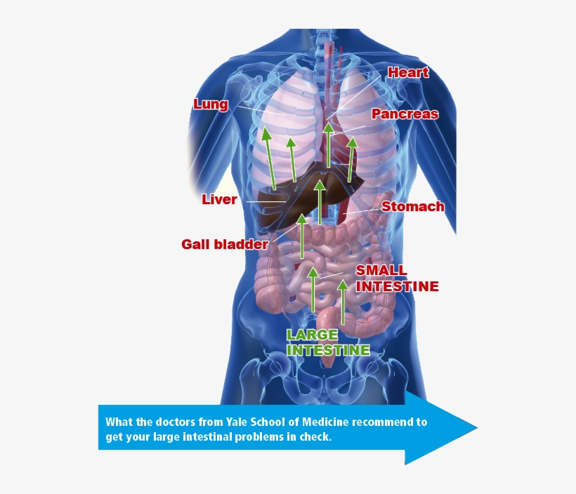 Those Who Ignore It Create A Never-ending Sequence - Encyclopedia Of Colorectal Cancer: Cell And Molecular, transparent png download