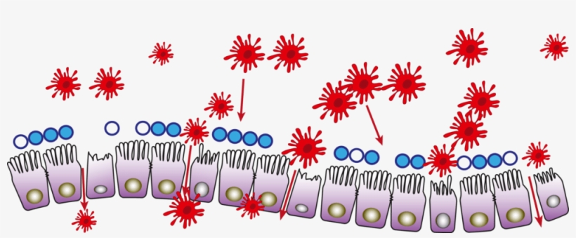 Decoration, transparent png download