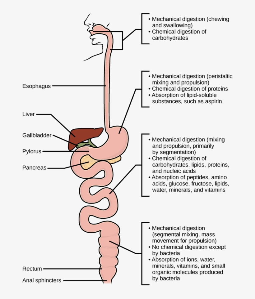 Mechanical And Chemical Digestion - Digestion Of Carbohydrates, transparent png download