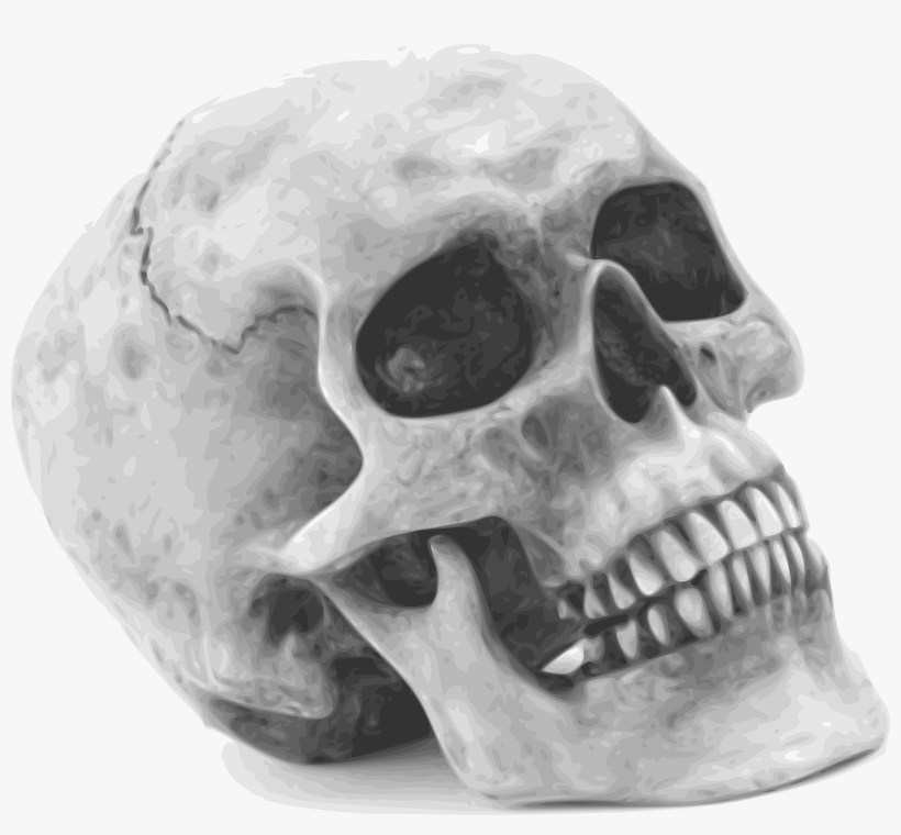 Skull Skeleton Human Remains Anatomy Human - Halloween Skull, transparent png download
