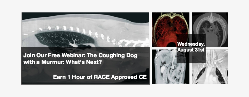 Ce Webinar -the Coughing Dog With A Murmur - Caa South Central Ontario, transparent png download