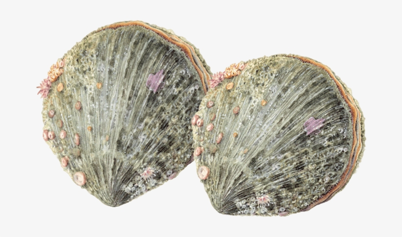 Monterey Bay Aquarium, transparent png download