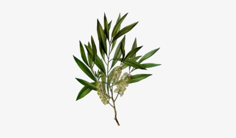 1st Scent Tea Tree Handcrafted Soap Log - Melaleuca Alternifolia Tea Tree Oil, transparent png download