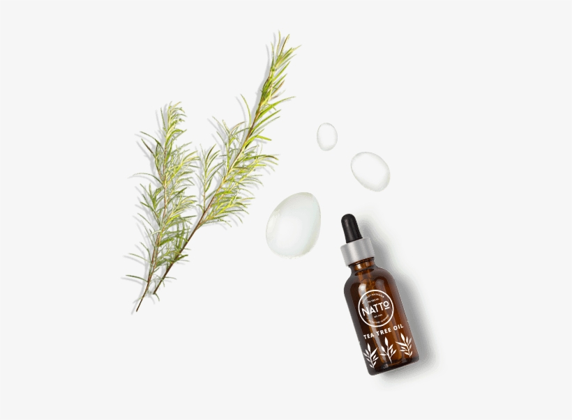 About Tea Tree Drops - Tea, transparent png download
