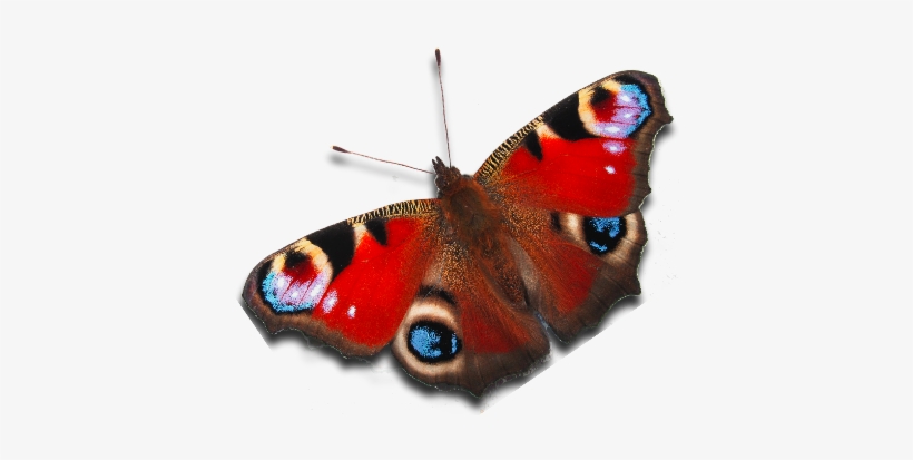 Peacock Butterfly - Peacock Butterfly Png, transparent png download