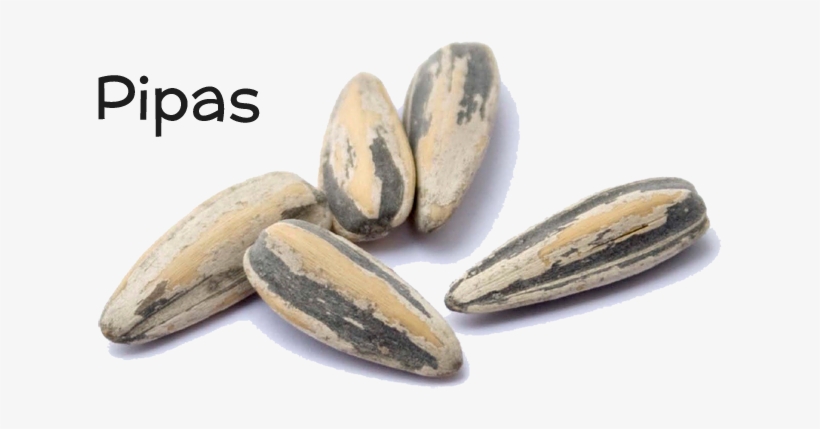 Pipa - Hedgehog, transparent png download