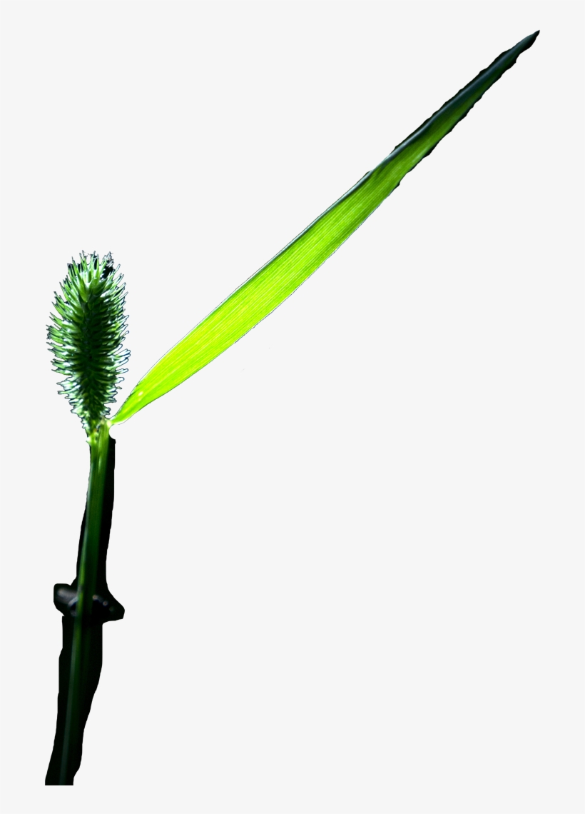 Grass Blade - Lawn, transparent png download
