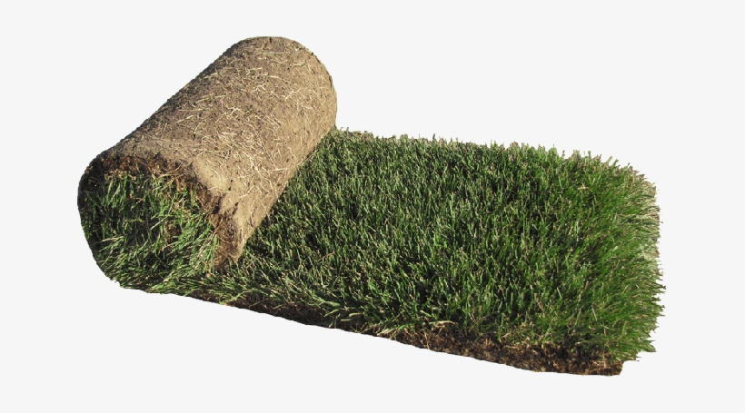 Hd2000® Kentucky Bluegrass In 10sqft Rolls - Kentucky Bluegrass Sod, transparent png download