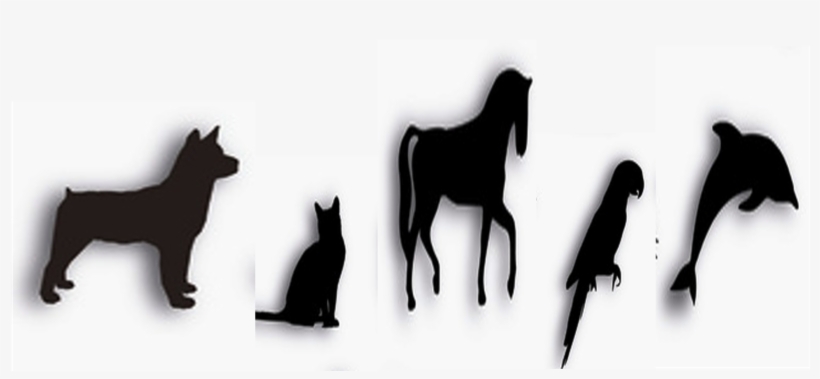 For Thousands Of Years, Raw Honey, Bee Pollen, Propolis - Black Cat, transparent png download