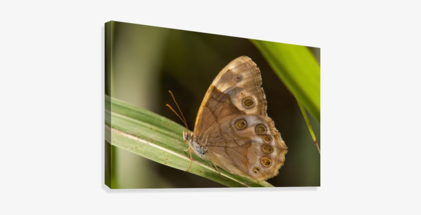 A Pearly Eye Butterfly Rests On A Blade Of Grass - Pearly Eye Butterfly (enodia) Rests, transparent png download