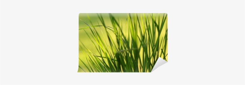 Young Generation Wallprint Grün 180x90 Cm, transparent png download