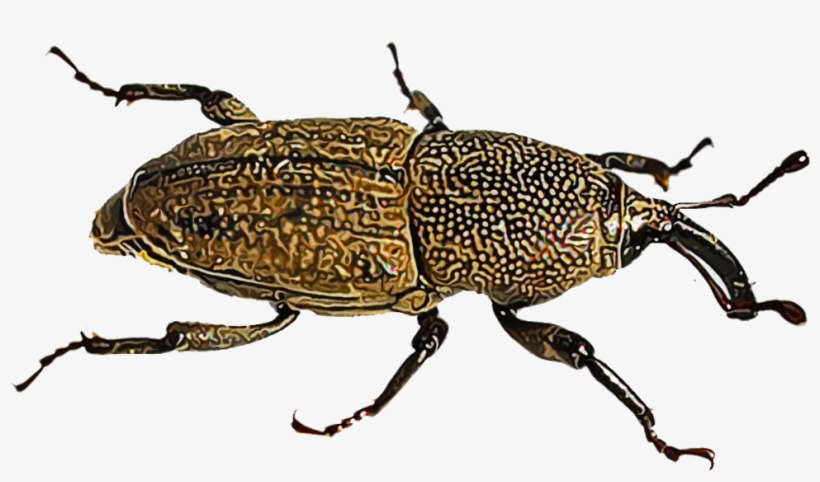 Lawn Pests Because Both The Adult Insect And Its Immature - Bluegrass Billbug, transparent png download