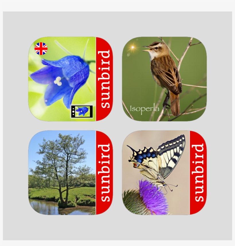 Sunbird Nature Box Uk - United Kingdom, transparent png download
