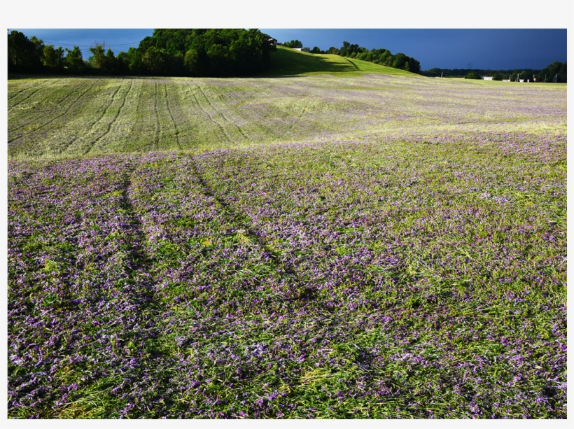Fieldflowers - Field, transparent png download