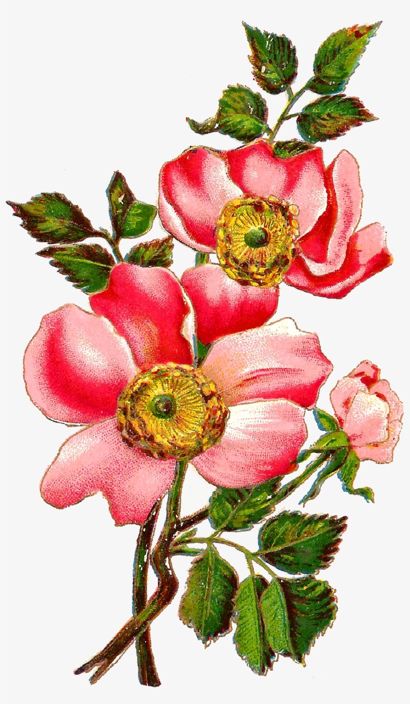 Flower Rose Download Image - Digital Flower, transparent png download