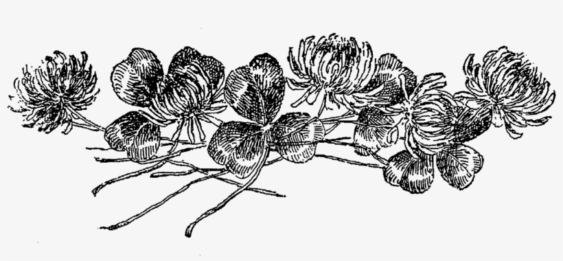 Botanical Artwork Drawing Images - Botanical Drawings Png, transparent png download