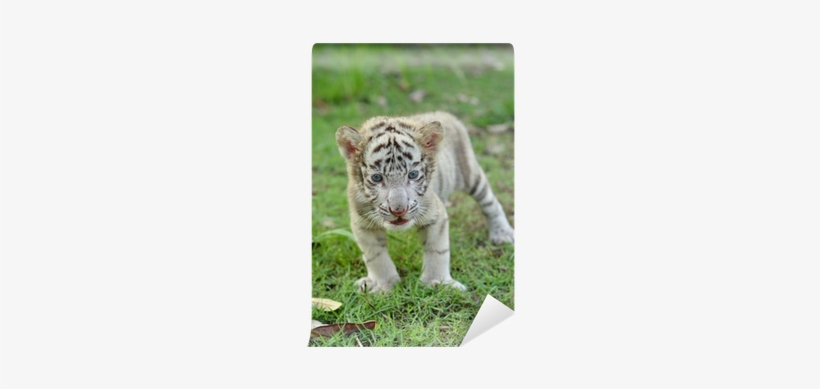Bengal Tiger, transparent png download