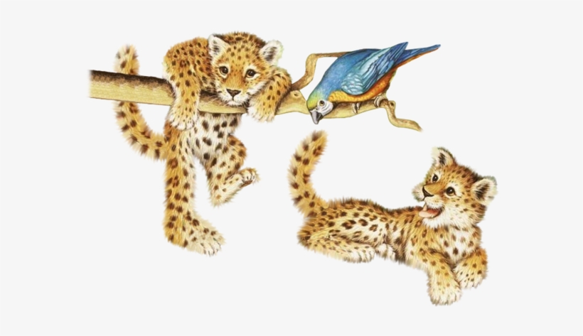 Baby Tigers - African Leopard, transparent png download