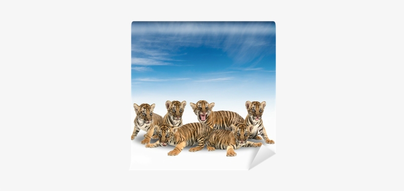 Bengal Tiger, transparent png download