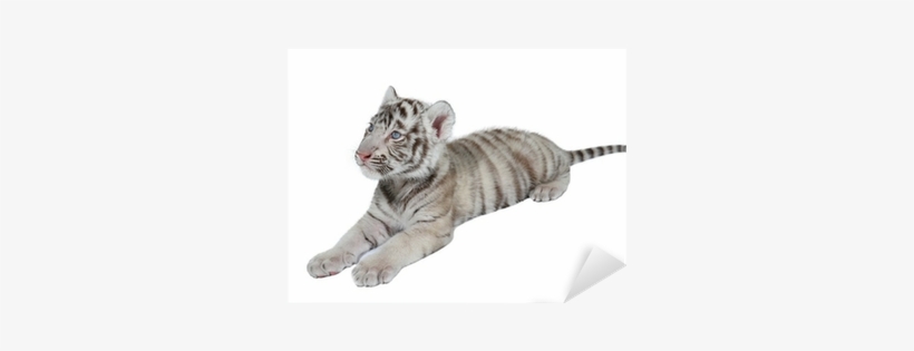 Tiger, transparent png download