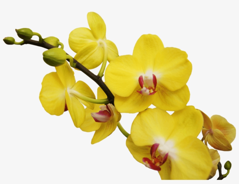 Posterior A Esto Continúa Cuidando Tu Orquídea Como - Orquideas Png, transparent png download