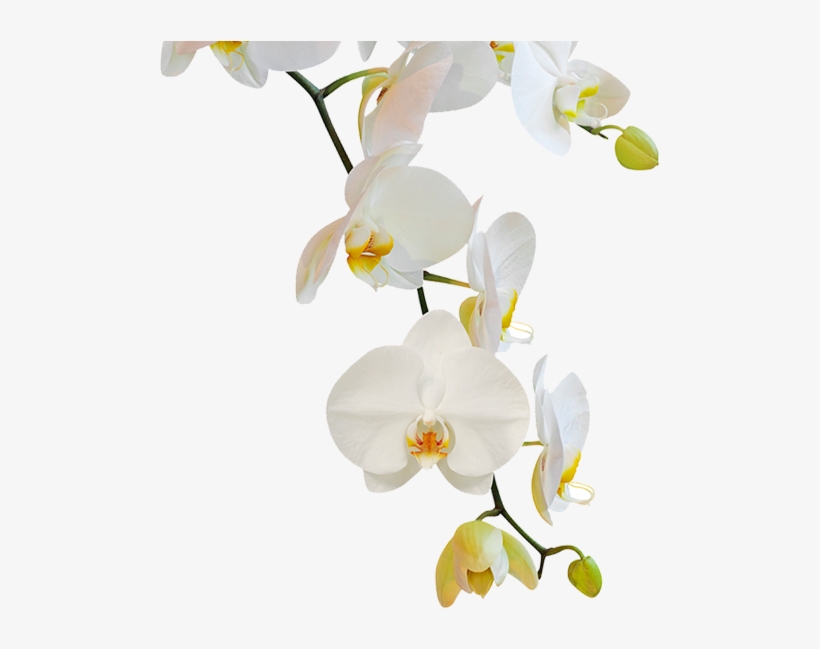 Nuestra - Evideco Purity Bath Rug, transparent png download