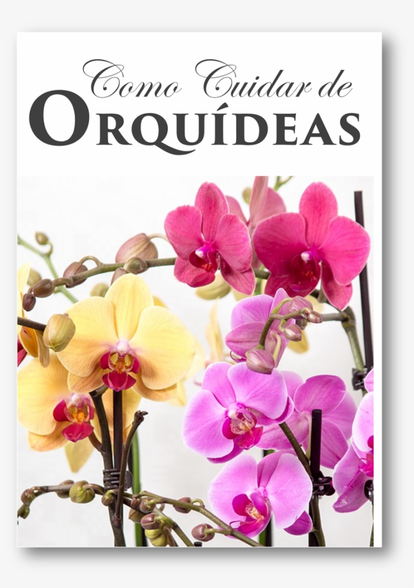 Orquideas Livro Tips, Search, Orchids, Hair Slide, - Orchids, transparent png download