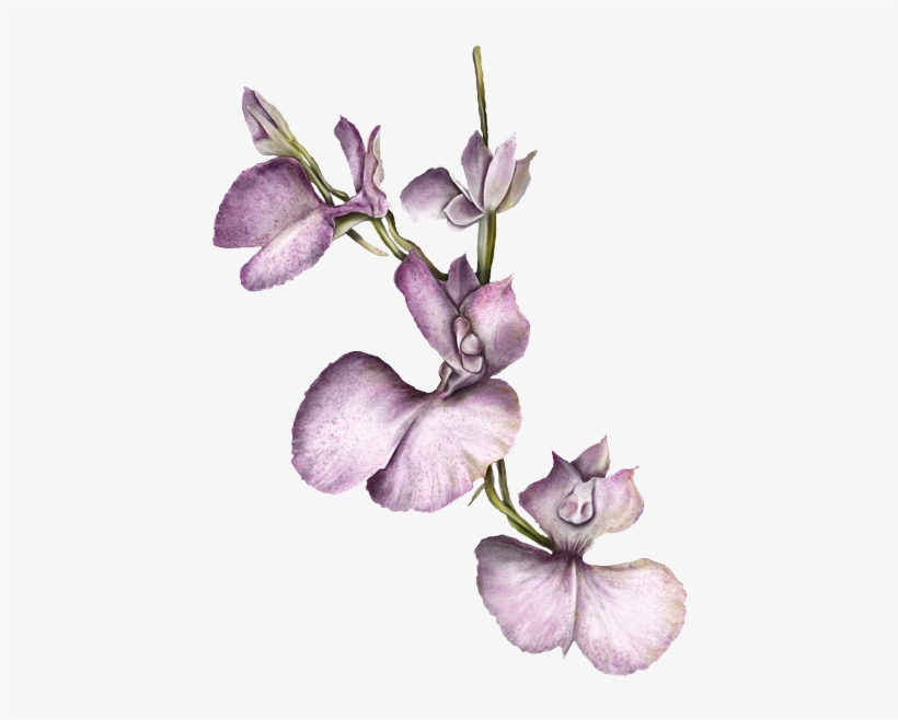 Chiguana - Orquideas Josefinas Png, transparent png download