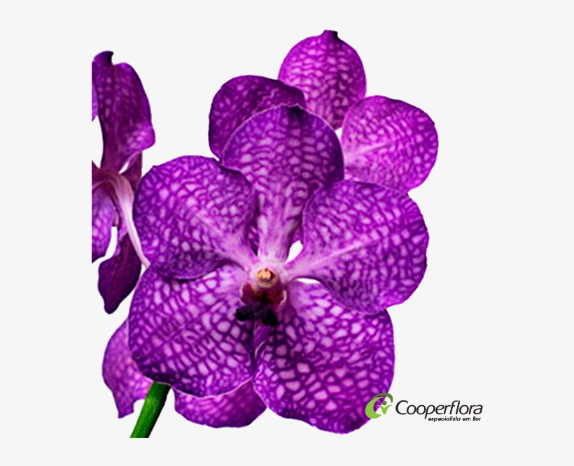 Orquidea Vanda H Pintalgada Lilas - Cooperflora, transparent png download