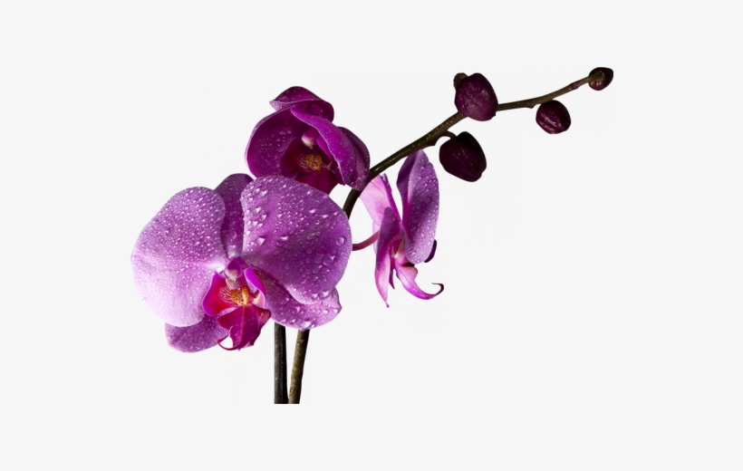 V Orquídeas De Color Magenta - Paisajes Con Magenta Color, transparent png download