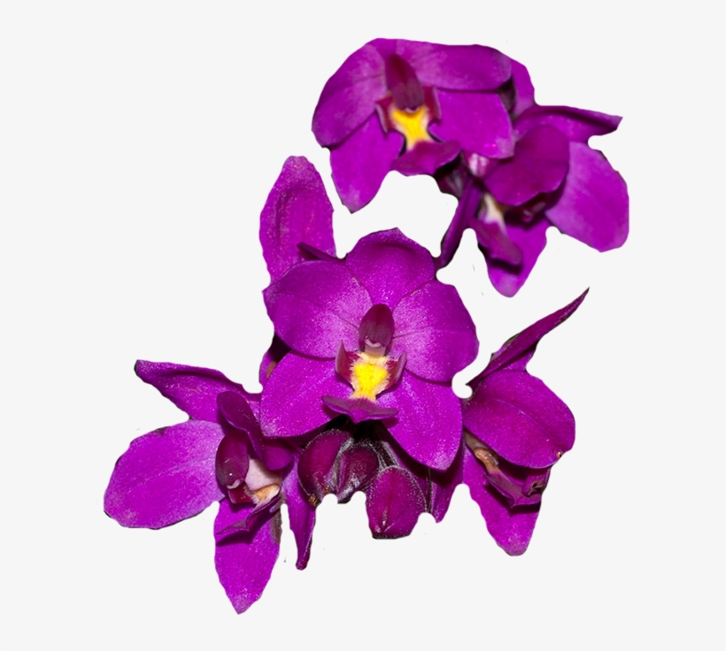 Orquídea Uva, Planta Linda Com Aroma De Uva - Grape, transparent png download