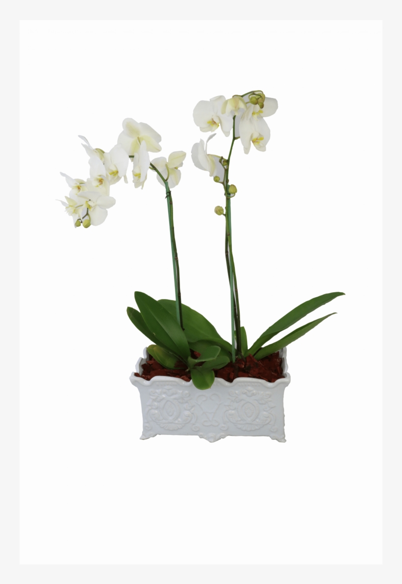 Envio Arreglo De Orquídeas Paris - Moth Orchid, transparent png download