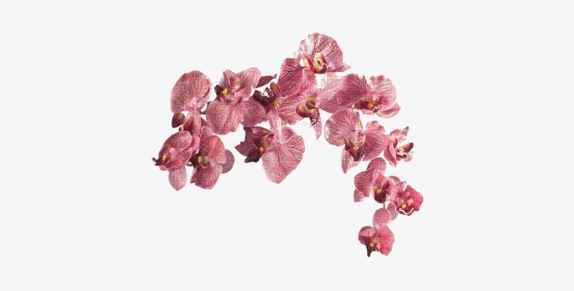Orquideas - Orchid In A Vase, transparent png download